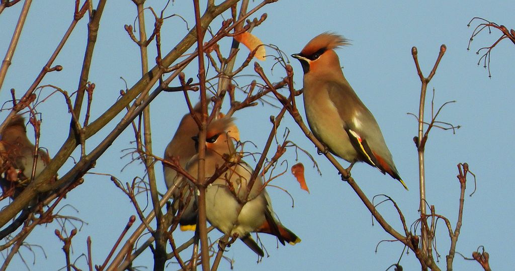 Jemiołuszka zwyczajna, jemiołuszka, jemiołucha (Bombycilla garrulus)