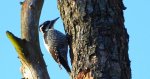 Dzięcioł trójpalczasty (Picoides tridactylus)