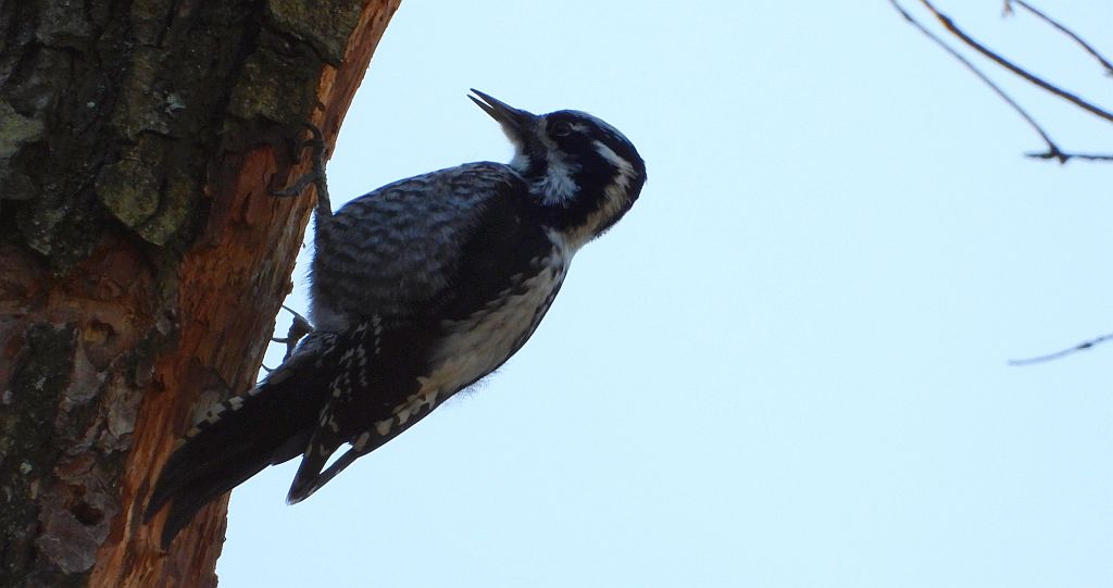 Dzięcioł trójpalczasty (Picoides tridactylus)