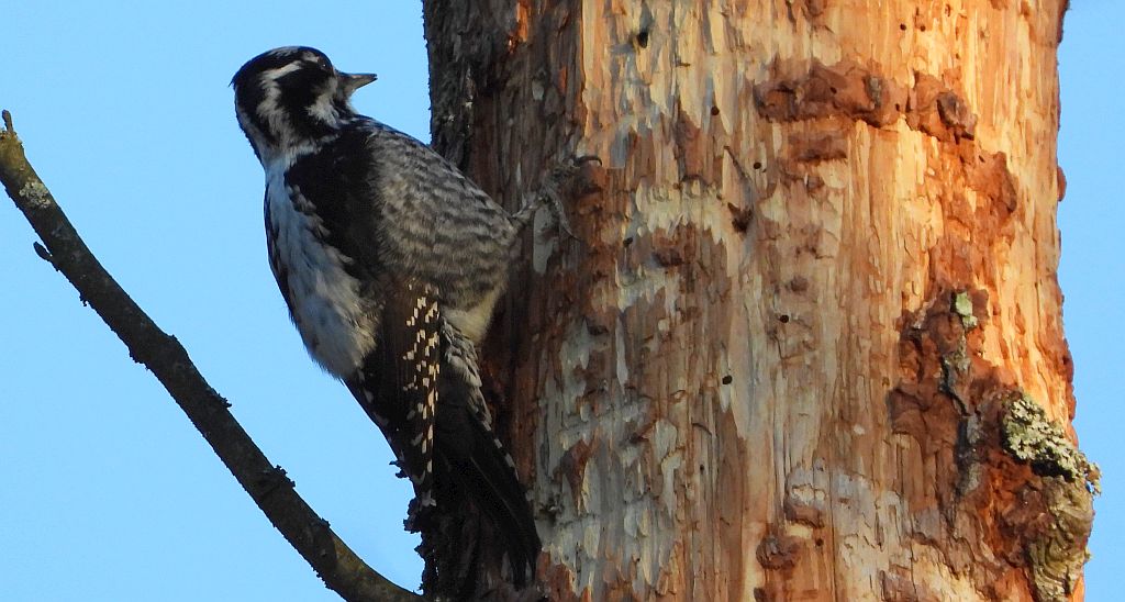 Dzięcioł trójpalczasty (Picoides tridactylus)