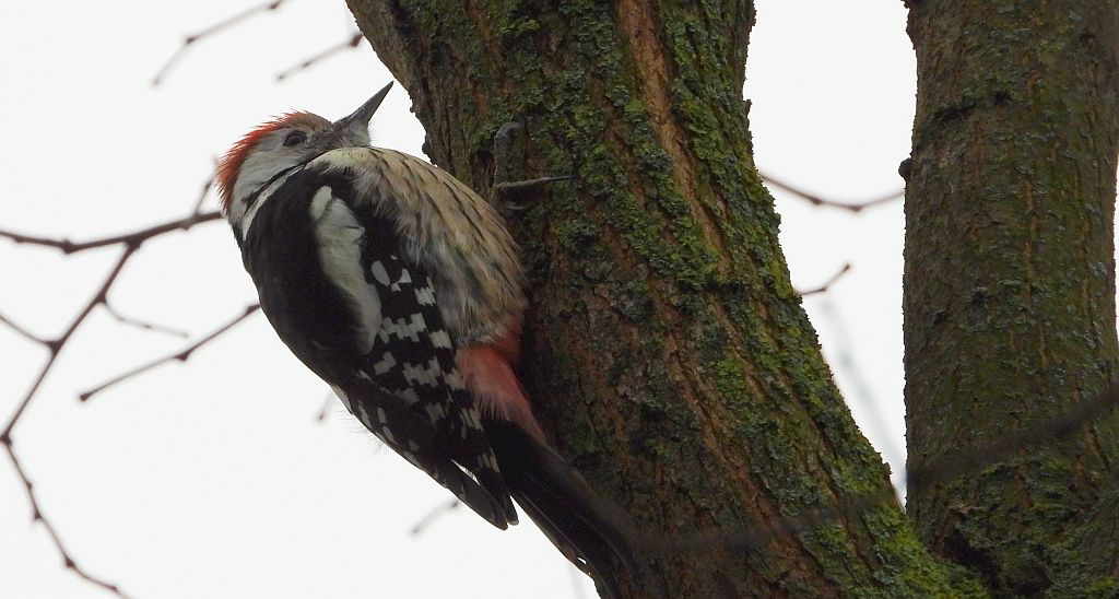 Dzięcioł średni (Dendrocopos medius)