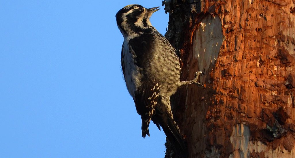 Dzięcioł trójpalczasty (Picoides tridactylus)
