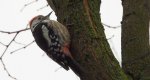 Dzięcioł średni (Dendrocopos medius)