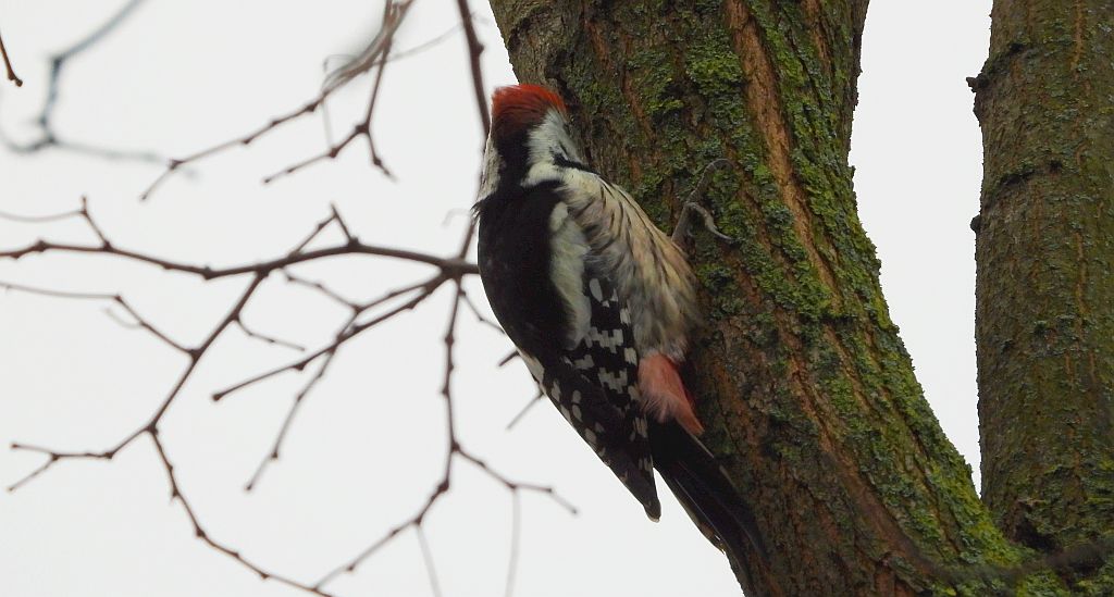 Dzięcioł średni (Dendrocopos medius)