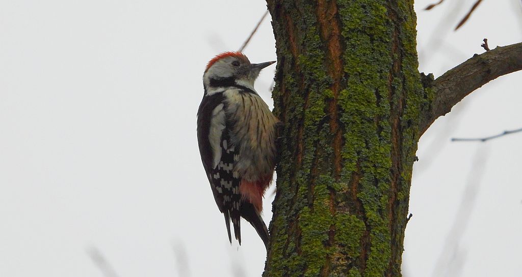 Dzięcioł średni (Dendrocopos medius)