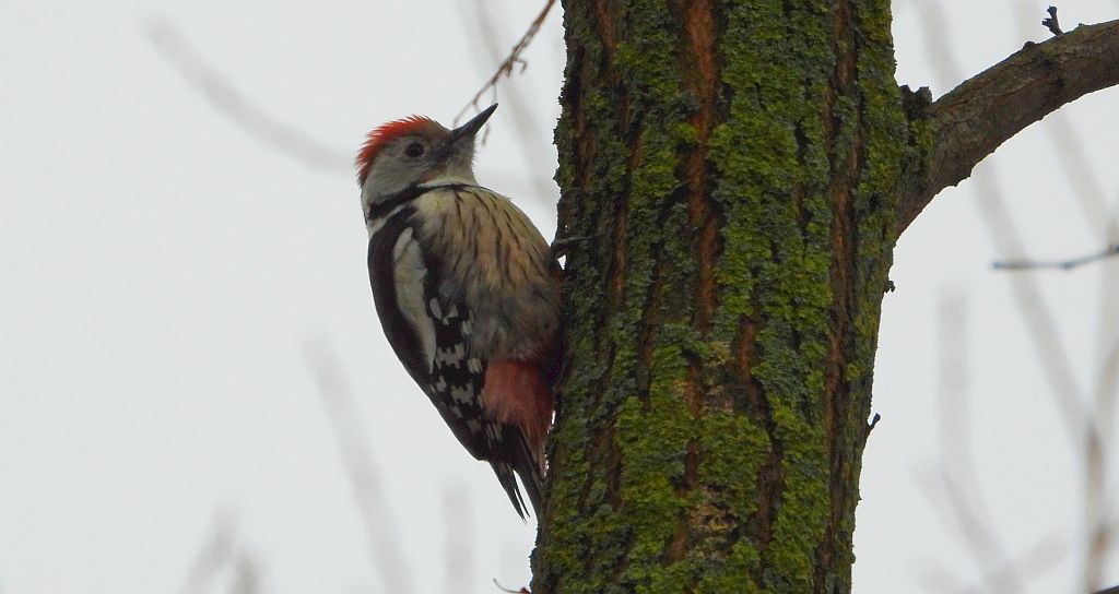 Dzięcioł średni (Dendrocopos medius)