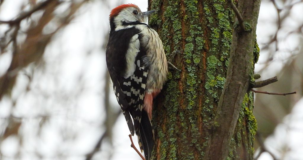 Dzięcioł średni (Dendrocopos medius)