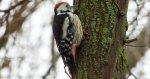 Dzięcioł średni (Dendrocopos medius)