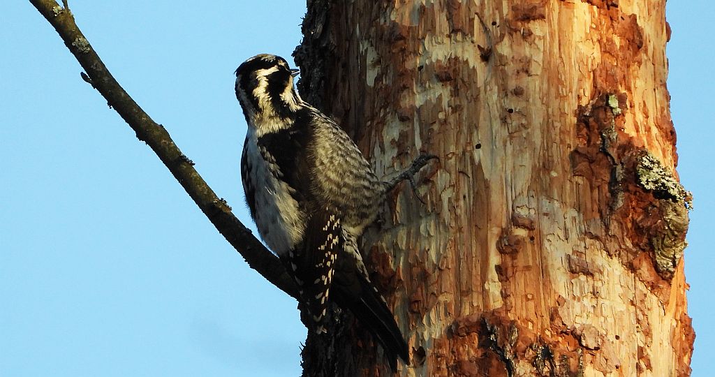 Dzięcioł trójpalczasty (Picoides tridactylus)