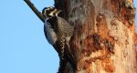 Dzięcioł trójpalczasty (Picoides tridactylus)
