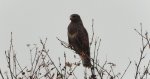 Myszołów zwyczajny, myszołów (Buteo buteo)