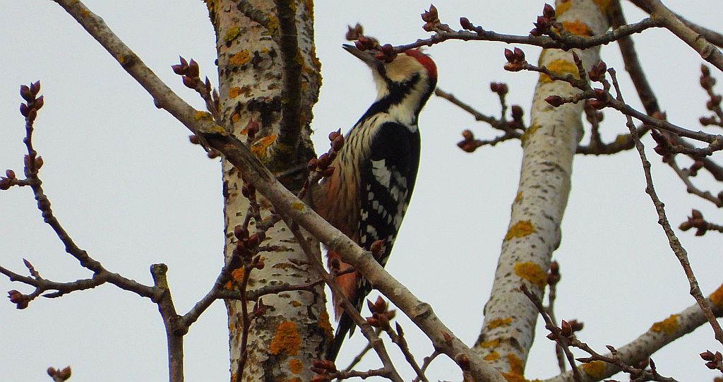 Dzięcioł białogrzbiety (Dendrocopos leucotos)