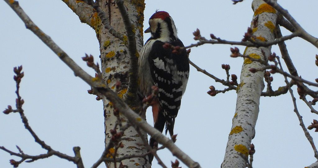 Dzięcioł białogrzbiety (Dendrocopos leucotos)