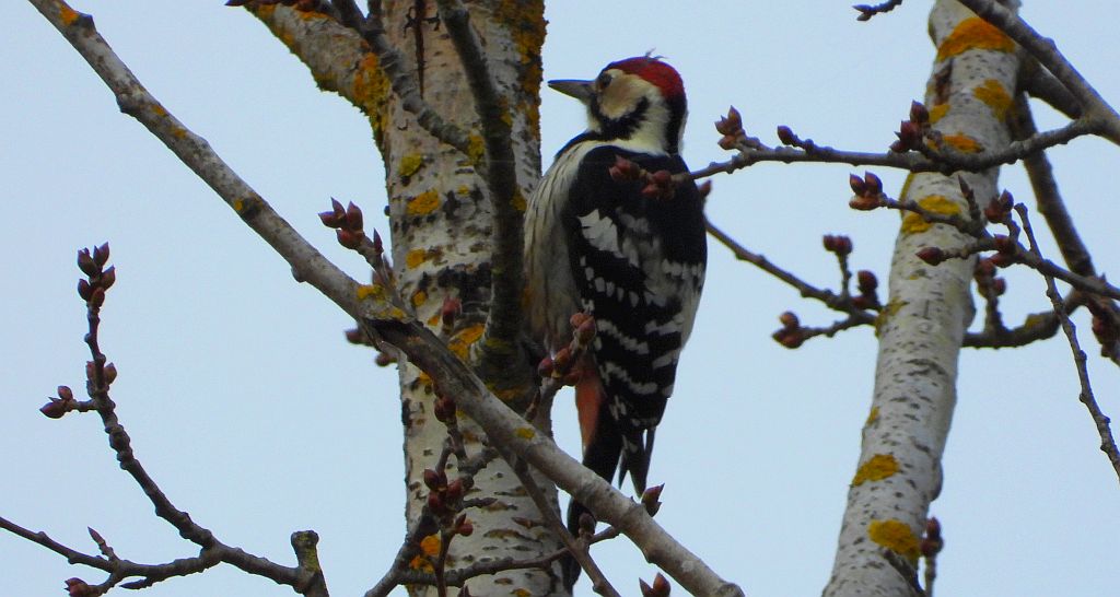 Dzięcioł białogrzbiety (Dendrocopos leucotos)