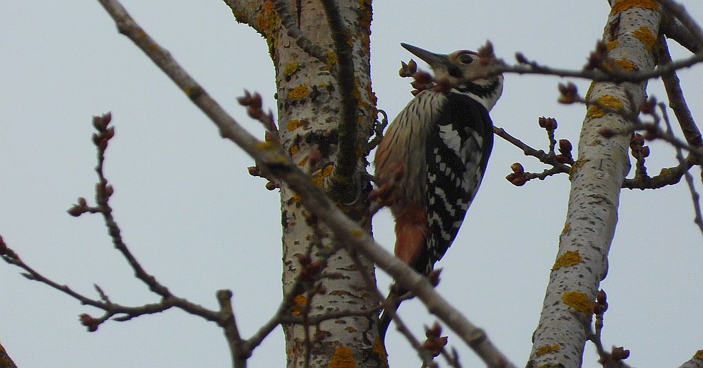 Dzięcioł białogrzbiety (Dendrocopos leucotos)