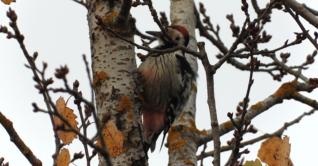 Dzięcioł białogrzbiety (Dendrocopos leucotos)