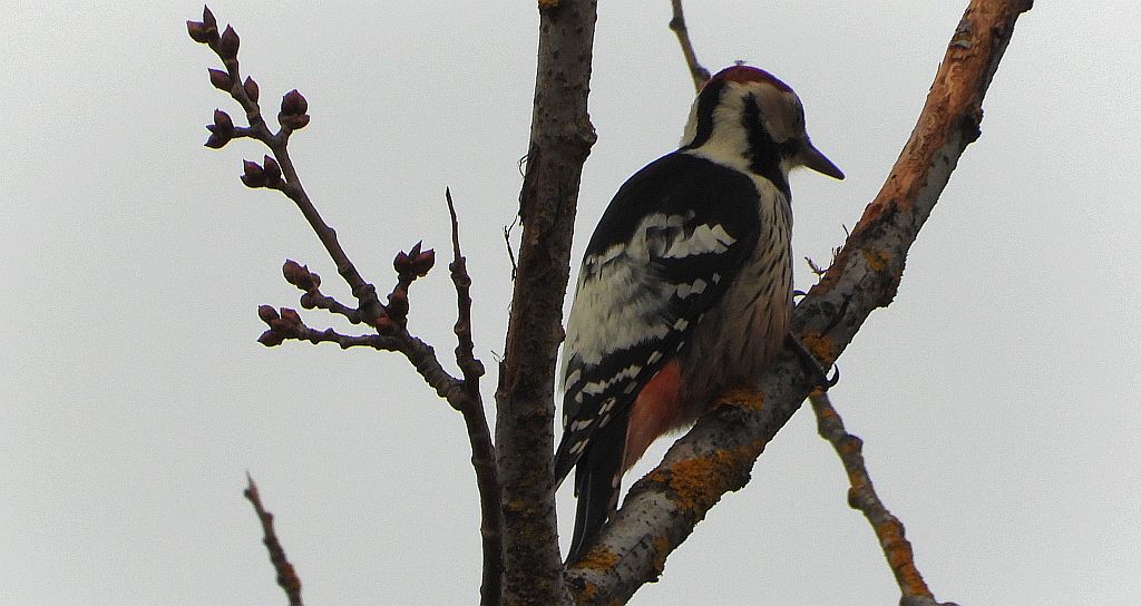 Dzięcioł białogrzbiety (Dendrocopos leucotos)