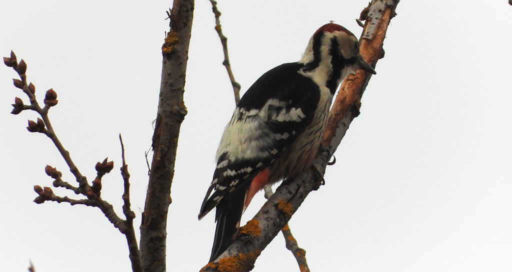 Dzięcioł białogrzbiety (Dendrocopos leucotos)