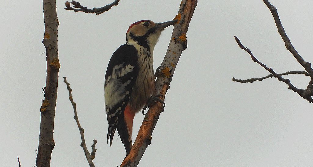Dzięcioł białogrzbiety (Dendrocopos leucotos)