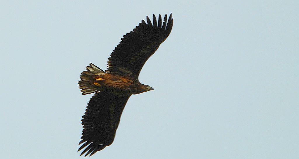 Bielik zwyczajny, bielik, birkut (Haliaeetus albicilla)