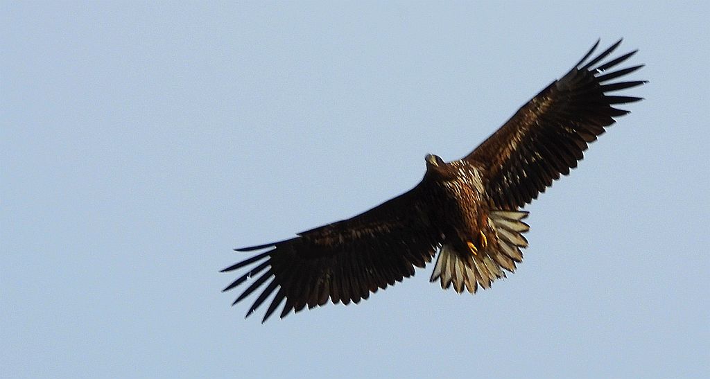 Bielik zwyczajny, bielik, birkut (Haliaeetus albicilla)