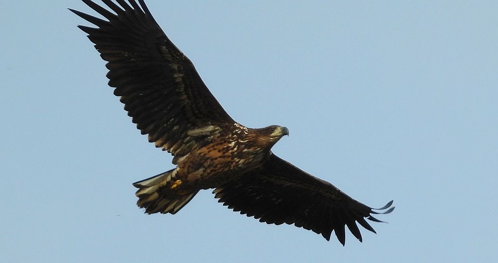 Bielik zwyczajny, bielik, birkut (Haliaeetus albicilla)