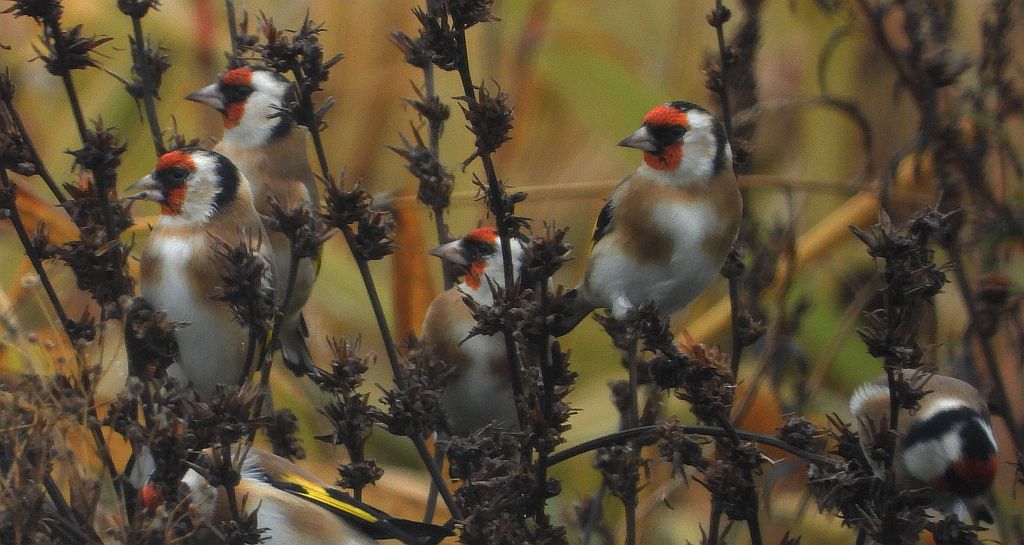 Szczygieł (Carduelis carduelis)