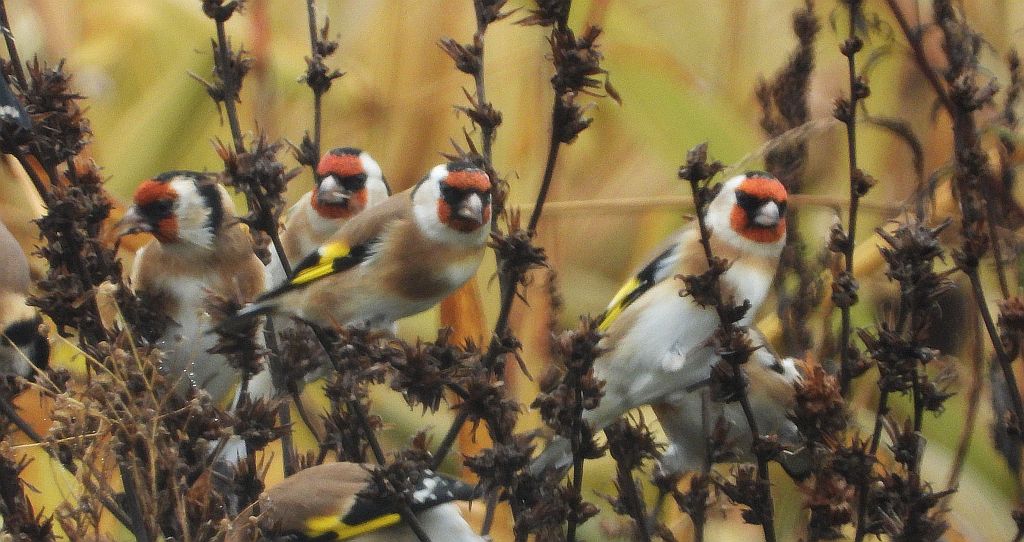 Szczygieł (Carduelis carduelis)