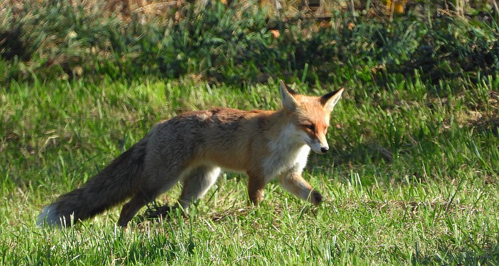 Lis rudy, lis pospolity (Vulpes vulpes)