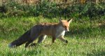 Lis rudy, lis pospolity (Vulpes vulpes)