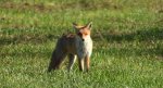 Lis rudy, lis pospolity (Vulpes vulpes)