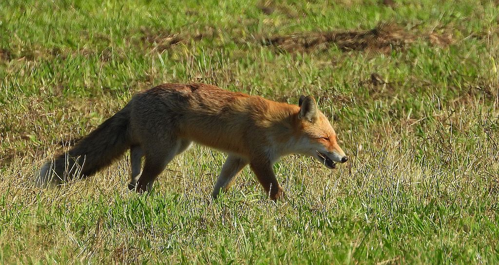 Lis rudy, lis pospolity (Vulpes vulpes)