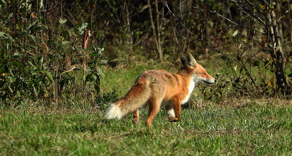 Lis rudy, lis pospolity (Vulpes vulpes)