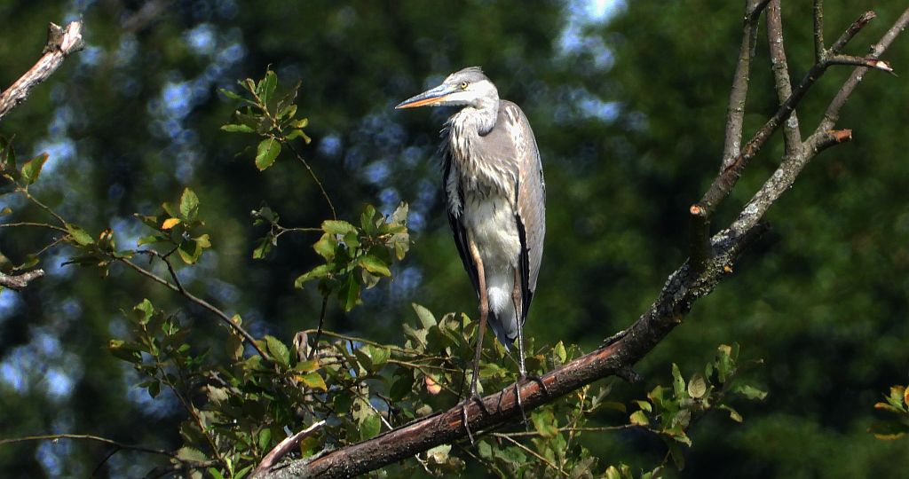 Czapla siwa (Ardea cinerea)