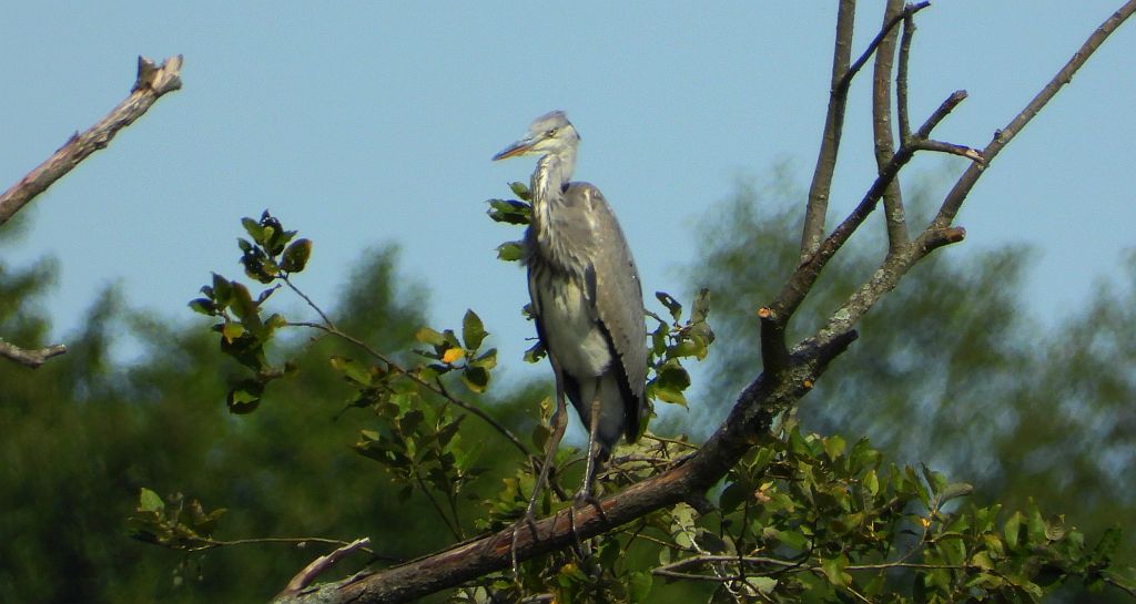 Czapla siwa (Ardea cinerea)