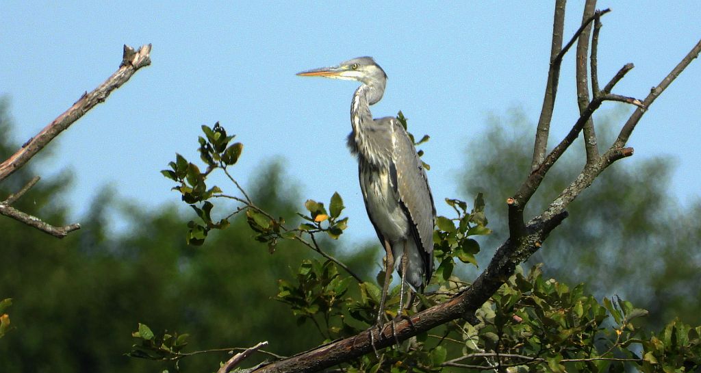 Czapla siwa (Ardea cinerea)