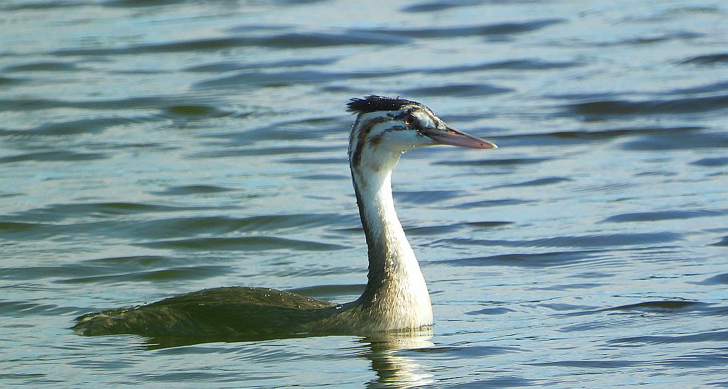 Perkoz dwuczuby (Podiceps cristatus)