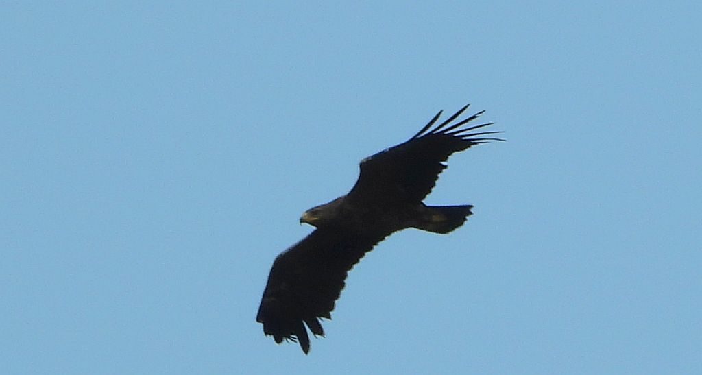Orlik krzykliwy (Clanga pomarina)