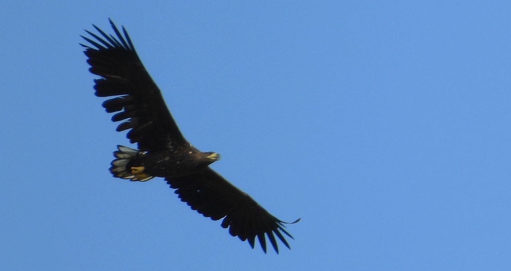 Bielik zwyczajny, bielik, birkut (Haliaeetus albicilla)