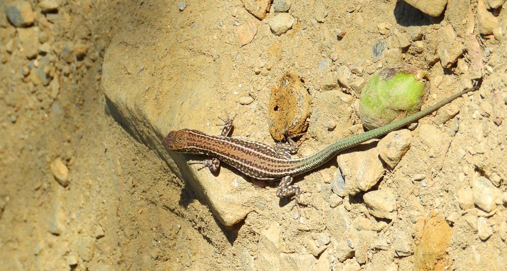 Jaszczurka kreteńska (Podarcis cretensis)