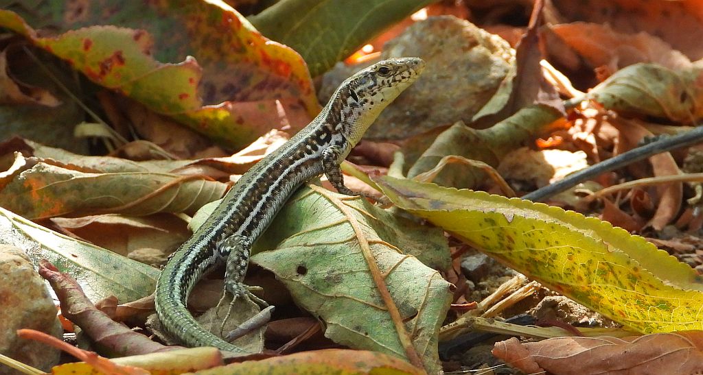 Jaszczurka kreteńska (Podarcis cretensis)