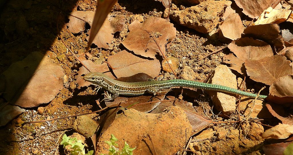 Jaszczurka kreteńska (Podarcis cretensis)