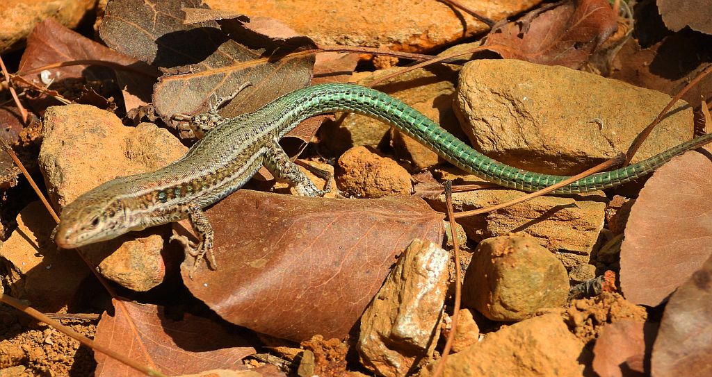 Jaszczurka kreteńska (Podarcis cretensis)