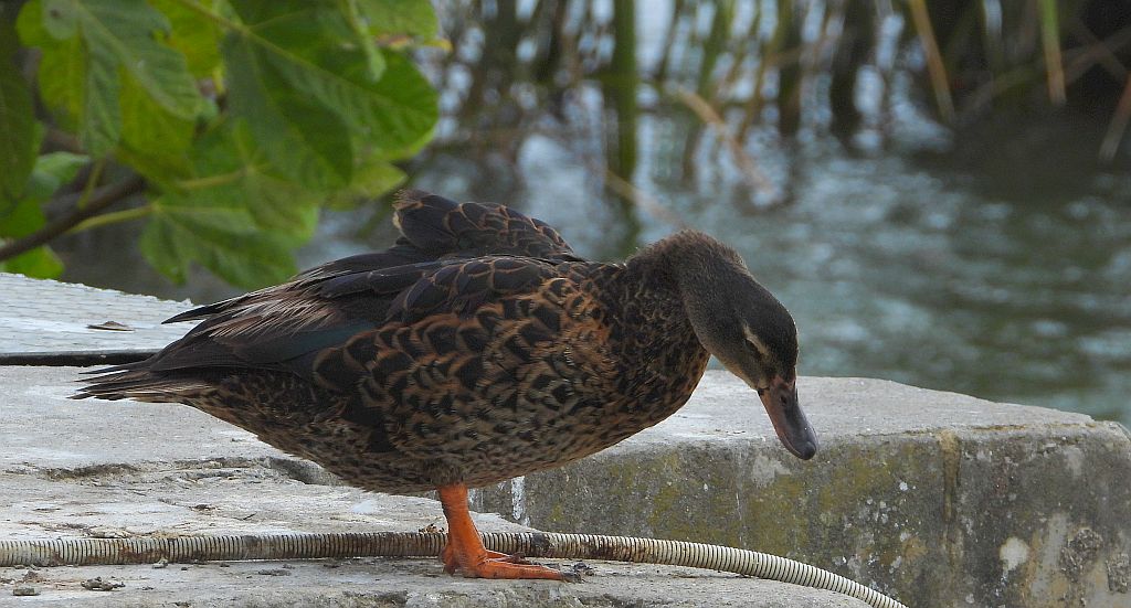 Brązówka (Anas rubripes)