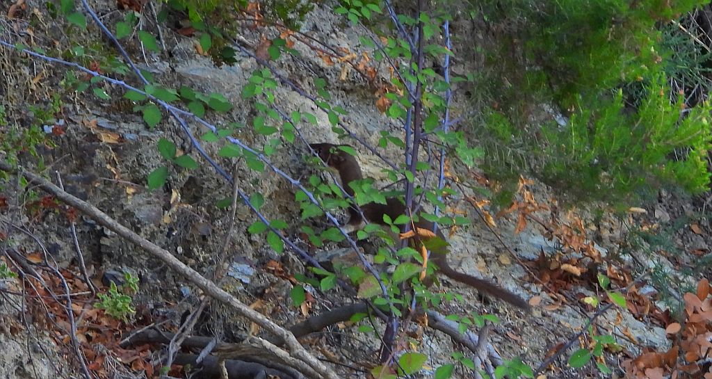 Łasica pospolita, łasica, łaska (Mustela nivalis)