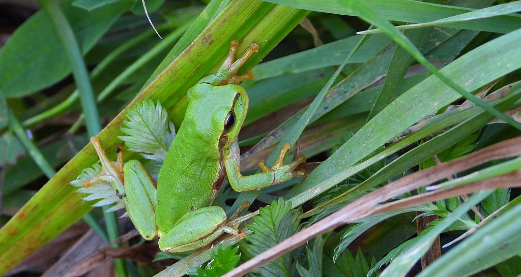 Rzekotka drzewna (Hyla arborea)