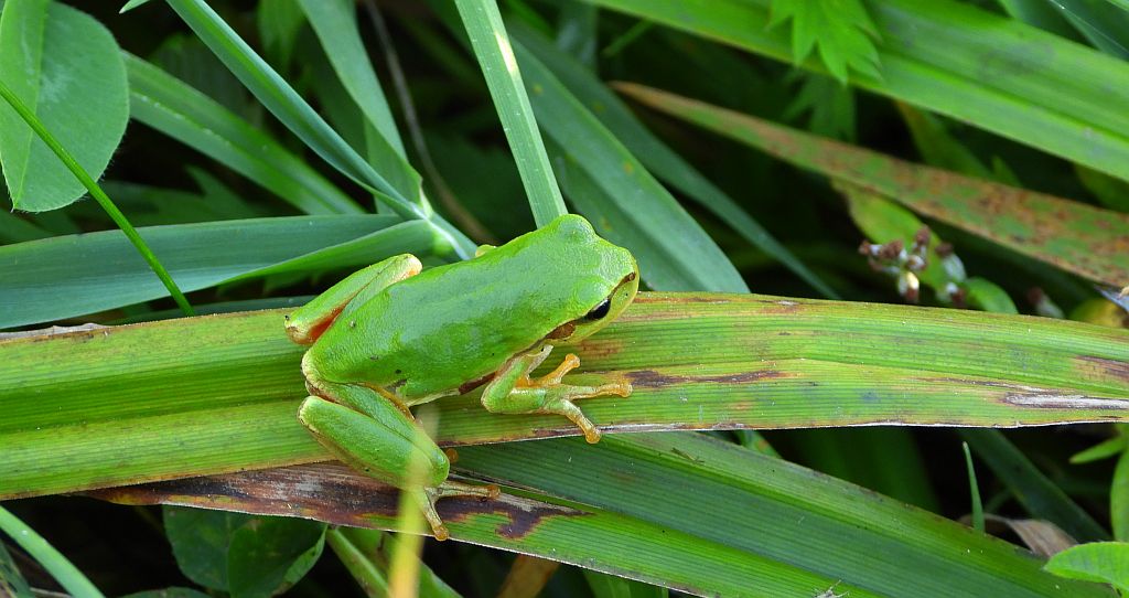 Rzekotka drzewna (Hyla arborea)