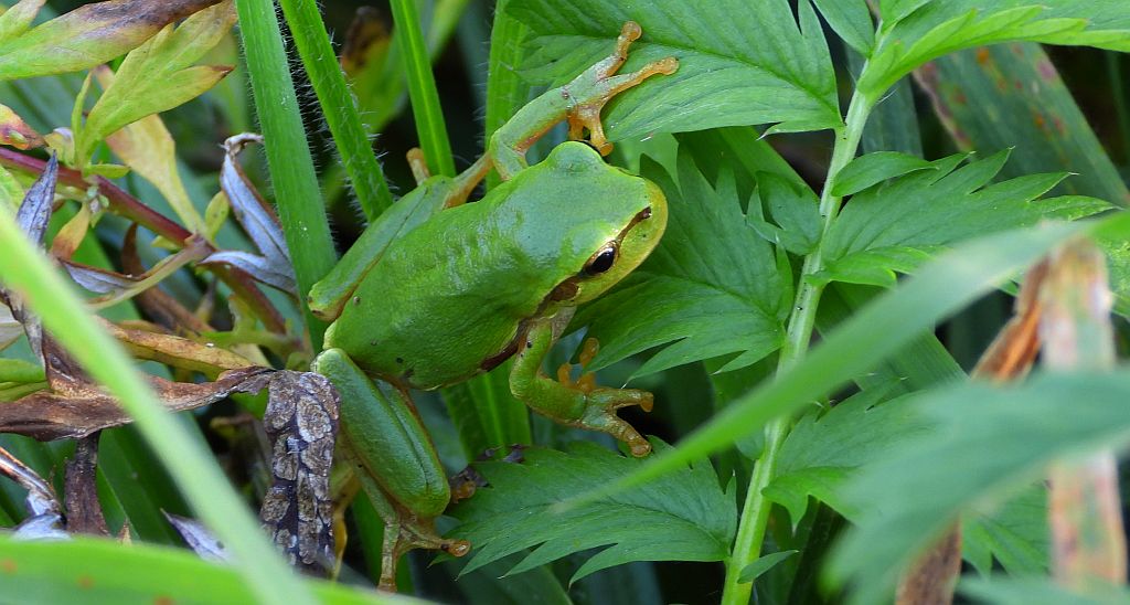 Rzekotka drzewna (Hyla arborea)