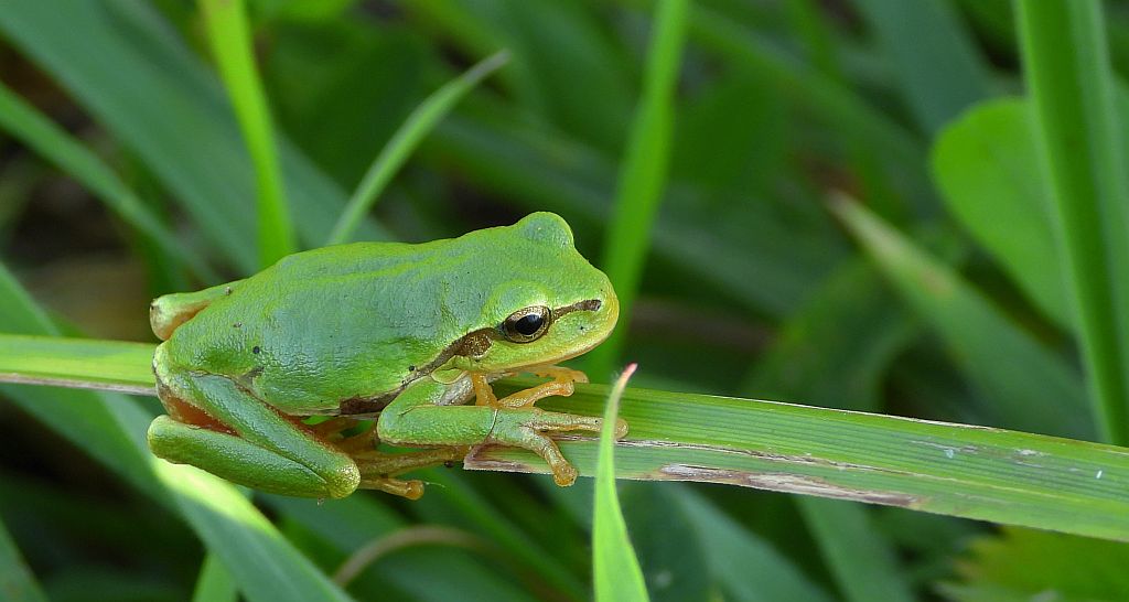 Rzekotka drzewna (Hyla arborea)