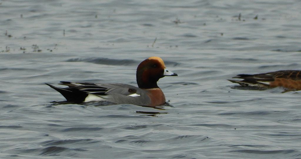 Świstun zwyczajny, świstun (Mareca penelope)